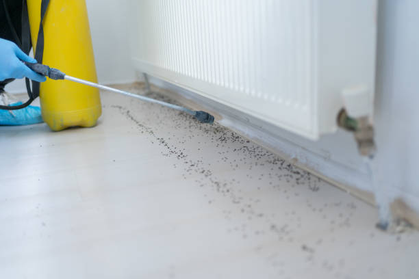 Best Affordable Pest Control Services  in Georgetown, SC
