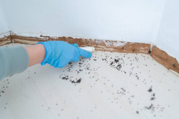 Best Affordable Pest Control Services  in Georgetown, SC